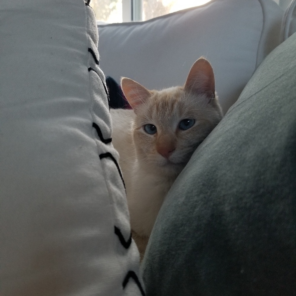 Meet your Posher, Gabrielle